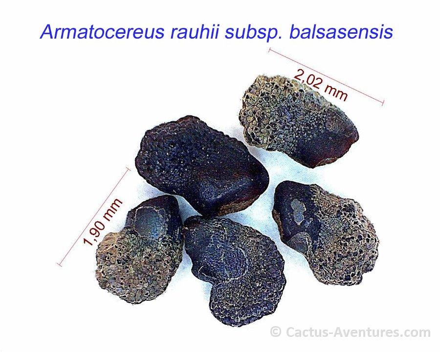 Armatocereus rauhii balsasensis